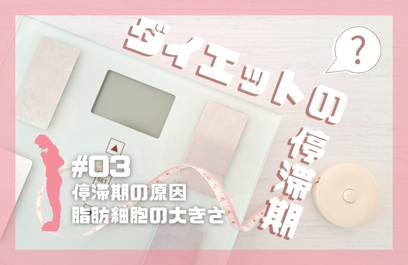 《前回の続き》ダイエットの停滞期③～停滞期の原因（脂肪細胞の大きさ）