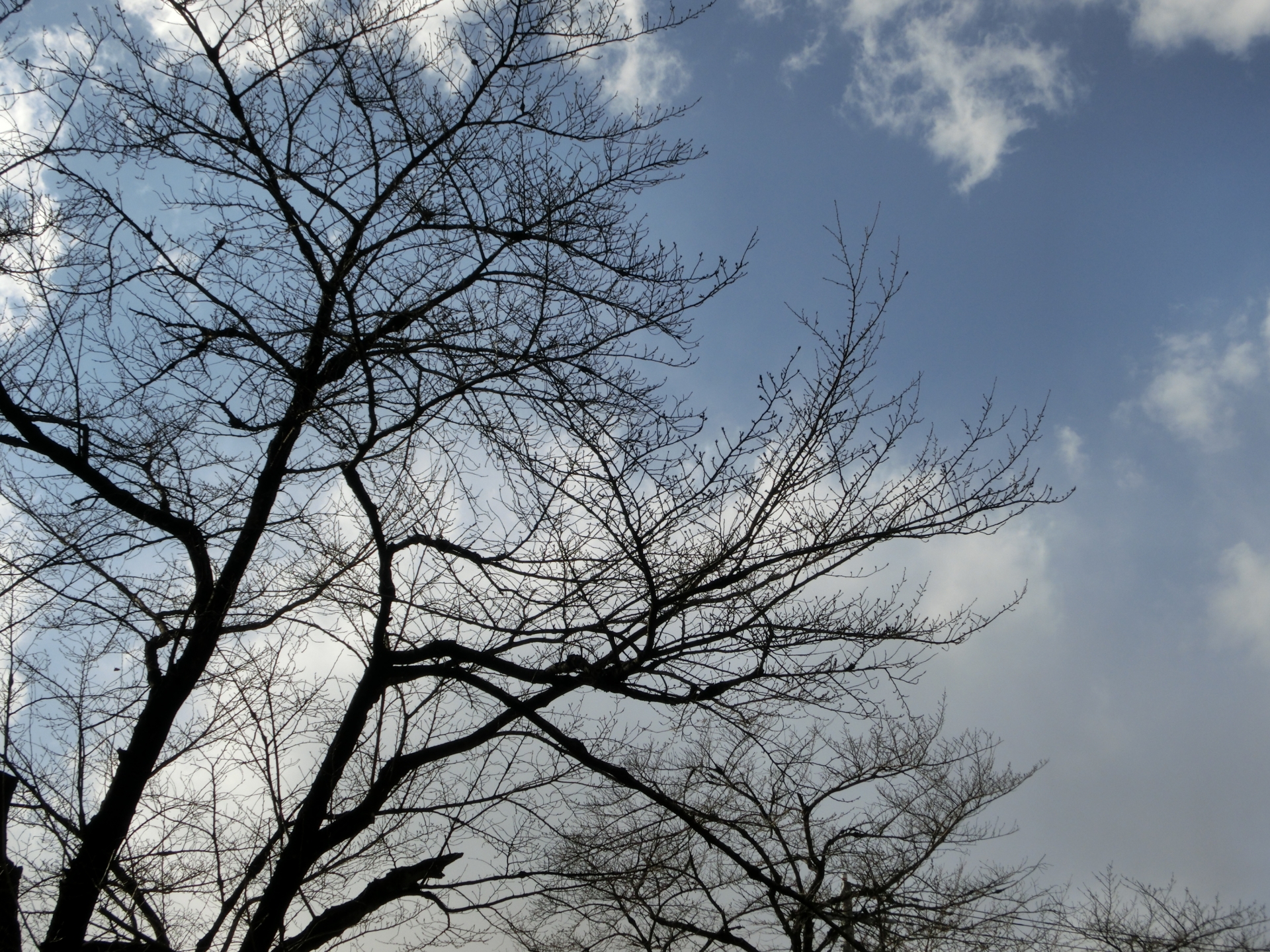 毛細血管は消える