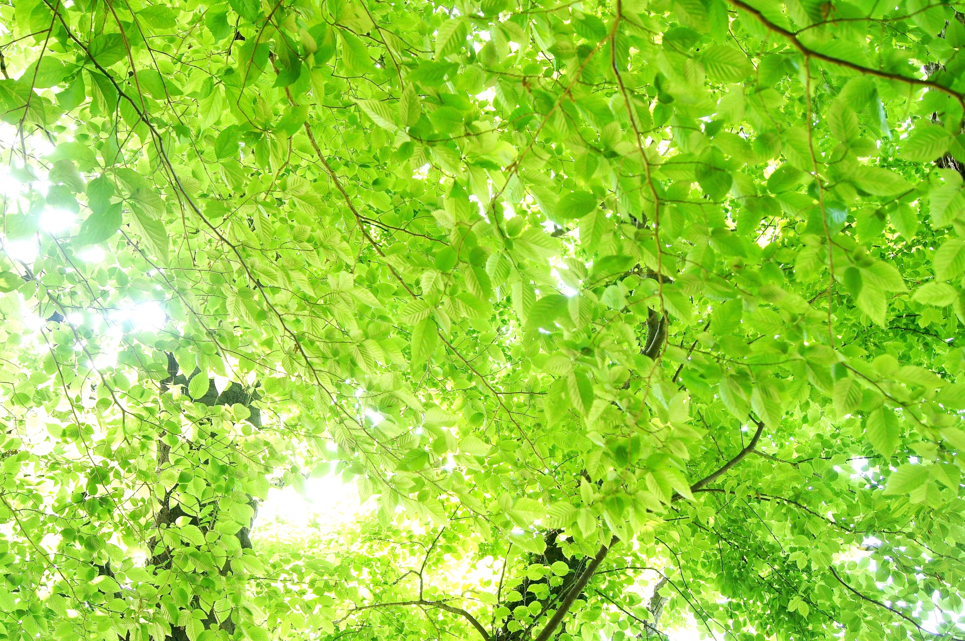 紫外線は「善か悪か」?