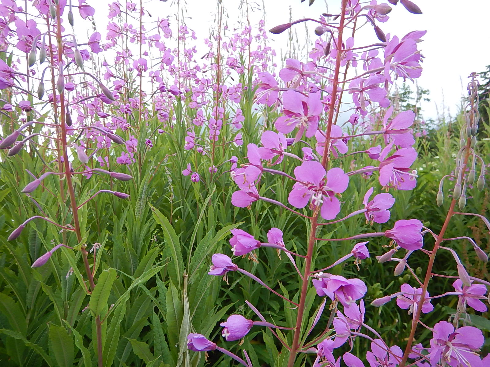 居座り続ける「ゾンビ細胞」