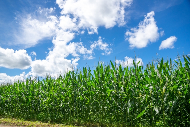 ビタミンCはスーパーヒーロー