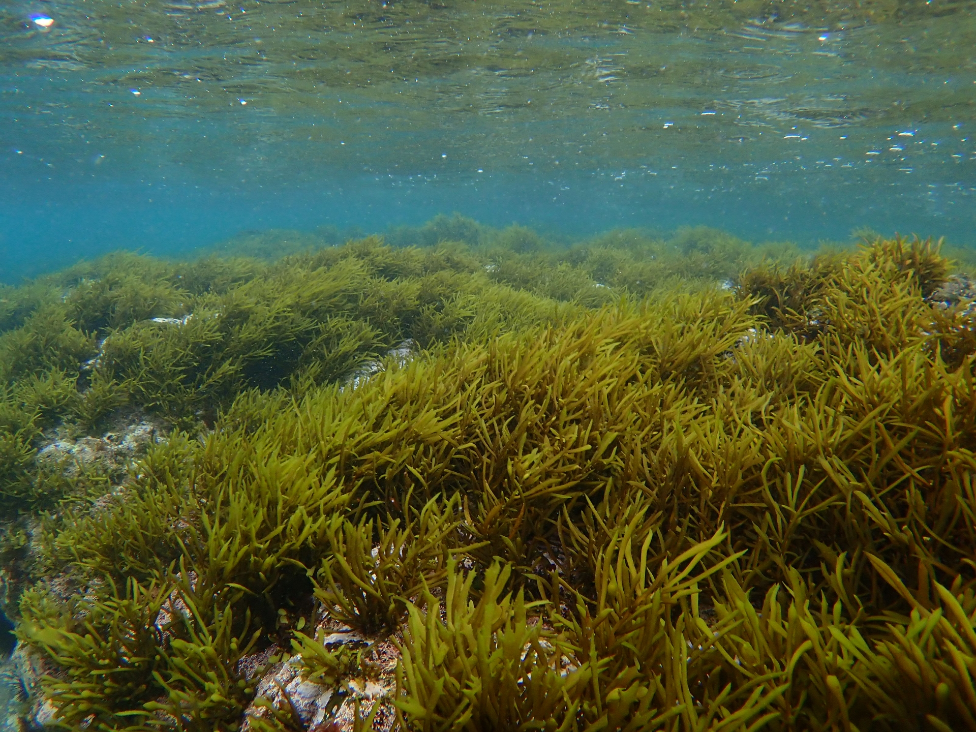 髪を育てる栄養素