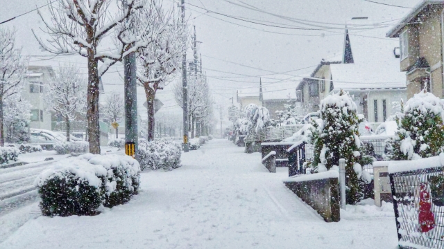 春に備える体づくりは、2月が旬の「菜の花」から