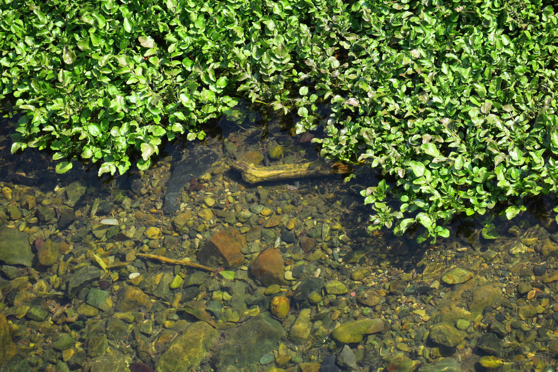 植物がくれた髪への贈り物~日本の原料メーカーが発見した世界でも注目の植物成分~